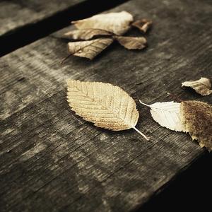 日本少妇⭕⭕⭕⭕XXXX软件
